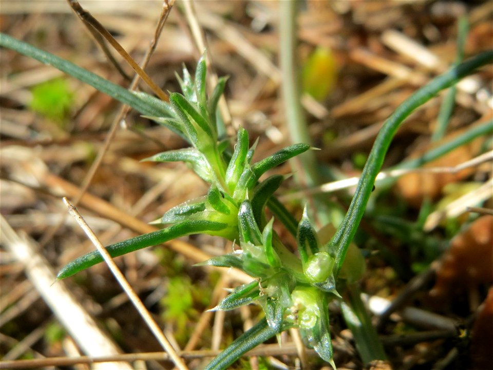 Ruthenisches Salzkraut (Kali tragus) auch (Salsola tragus) an der A61 bei Hockenheim - der Winterstreudienst macht die Verbreitung des Salzkrauts am Autobahndamm möglich