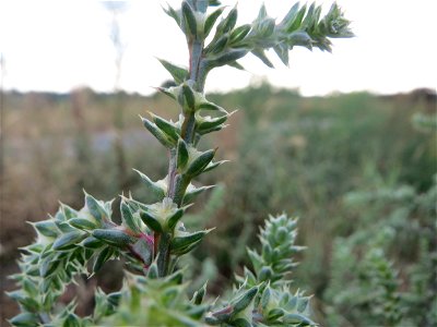 Ruthenisches Salzkraut (Kali tragus oder Salsola tragus) auf einer kleinen Binnendüne ("Wingertsbuckelweg") bei Oftersheim (außerhalb vom Natur- und Landschaftsschutzgebiet „Oftersheimer Dünen“)