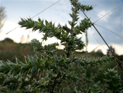 Ruthenisches Salzkraut (Kali tragus oder Salsola tragus) auf einer kleinen Binnendüne ("Wingertsbuckelweg") bei Oftersheim (außerhalb vom Natur- und Landschaftsschutzgebiet „Oftersheimer Dünen“)