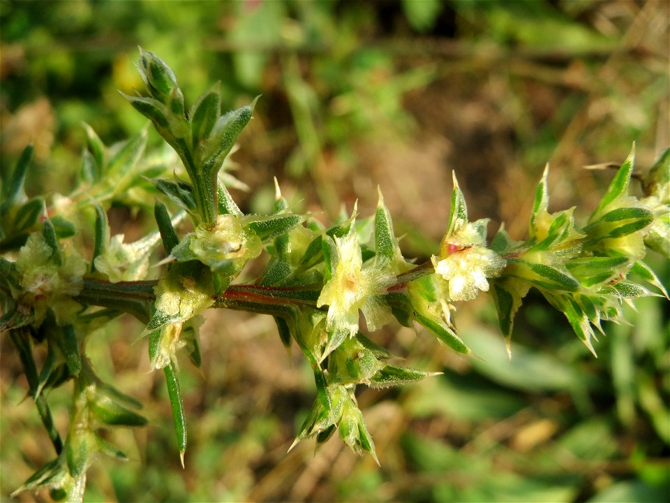 Ruthenisches Salzkraut (Kali tragus oder Salsola tragus) bei Schrebergärten nahe dem „Wingertsbuckel“ bei Oftersheim