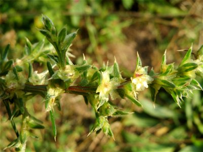 Ruthenisches Salzkraut (Kali tragus oder Salsola tragus) bei Schrebergärten nahe dem „Wingertsbuckel“ bei Oftersheim
