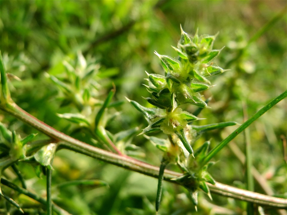 Ruthenisches Salzkraut (Kali tragus oder Salsola tragus) bei Schrebergärten nahe dem „Wingertsbuckel“ bei Oftersheim