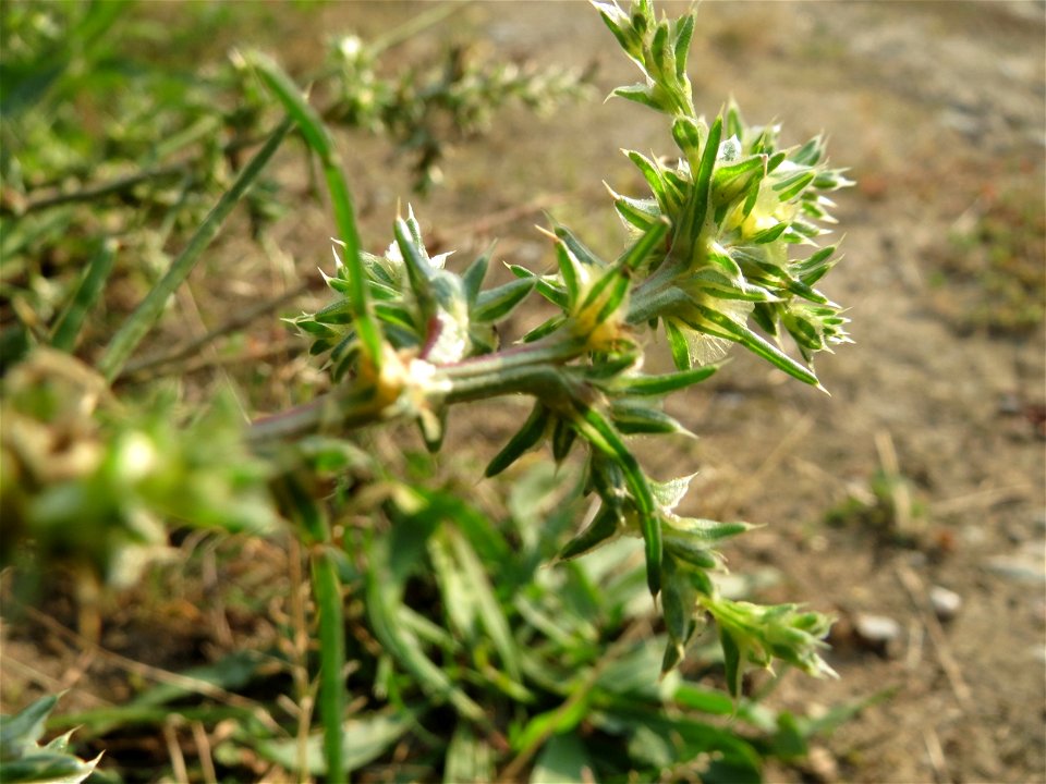 Ruthenisches Salzkraut (Kali tragus oder Salsola tragus) bei Schrebergärten nahe dem „Wingertsbuckel“ bei Oftersheim