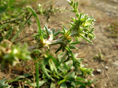 Ruthenisches Salzkraut (Kali tragus oder Salsola tragus) bei Schrebergärten nahe dem „Wingertsbuckel“ bei Oftersheim