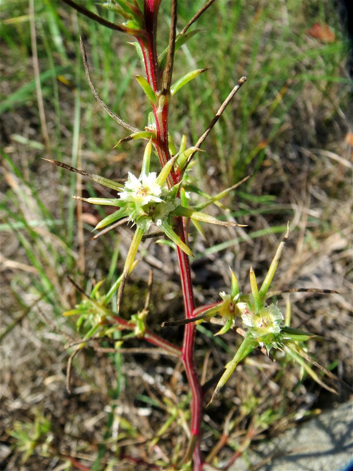 Ruthenisches Salzkraut (Kali tragus) auch (Salsola tragus) am Bahndamm in der Schwetzinger Hardt