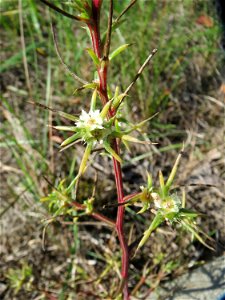 Ruthenisches Salzkraut (Kali tragus) auch (Salsola tragus) am Bahndamm in der Schwetzinger Hardt