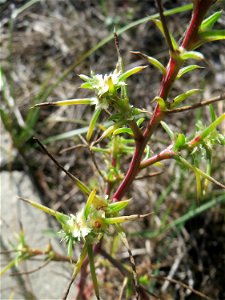 Ruthenisches Salzkraut (Kali tragus) auch (Salsola tragus) am Bahndamm in der Schwetzinger Hardt