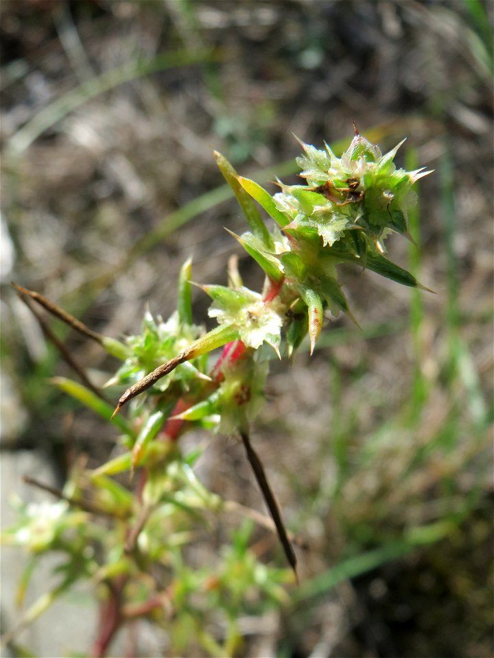 Ruthenisches Salzkraut (Kali tragus) auch (Salsola tragus) am Bahndamm in der Schwetzinger Hardt