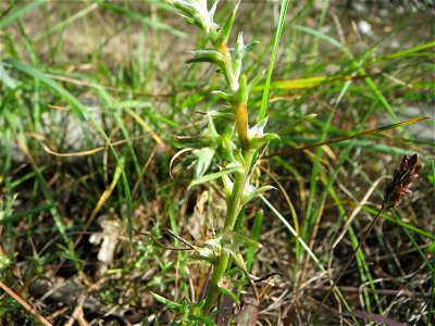 Ruthenisches Salzkraut (Kali tragus auch Salsola tragus) direkt am Bahndamm in der Schwetzinger Hardt - dieser Extremstandort macht das Vorkommen des Salzkrauts auch im Wald möglich
