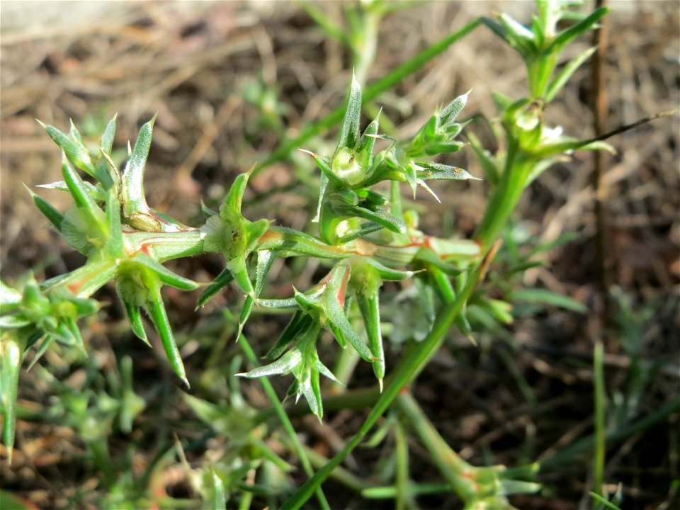 Ruthenisches Salzkraut (Kali tragus auch Salsola tragus) direkt am Bahndamm in der Schwetzinger Hardt - dieser Extremstandort macht das Vorkommen des Salzkrauts auch im Wald möglich
