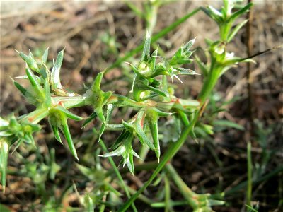 Ruthenisches Salzkraut (Kali tragus auch Salsola tragus) direkt am Bahndamm in der Schwetzinger Hardt - dieser Extremstandort macht das Vorkommen des Salzkrauts auch im Wald möglich