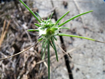 Ruthenisches Salzkraut (Kali tragus auch Salsola tragus) direkt am Bahndamm in der Schwetzinger Hardt - dieser Extremstandort macht das Vorkommen des Salzkrauts auch im Wald möglich