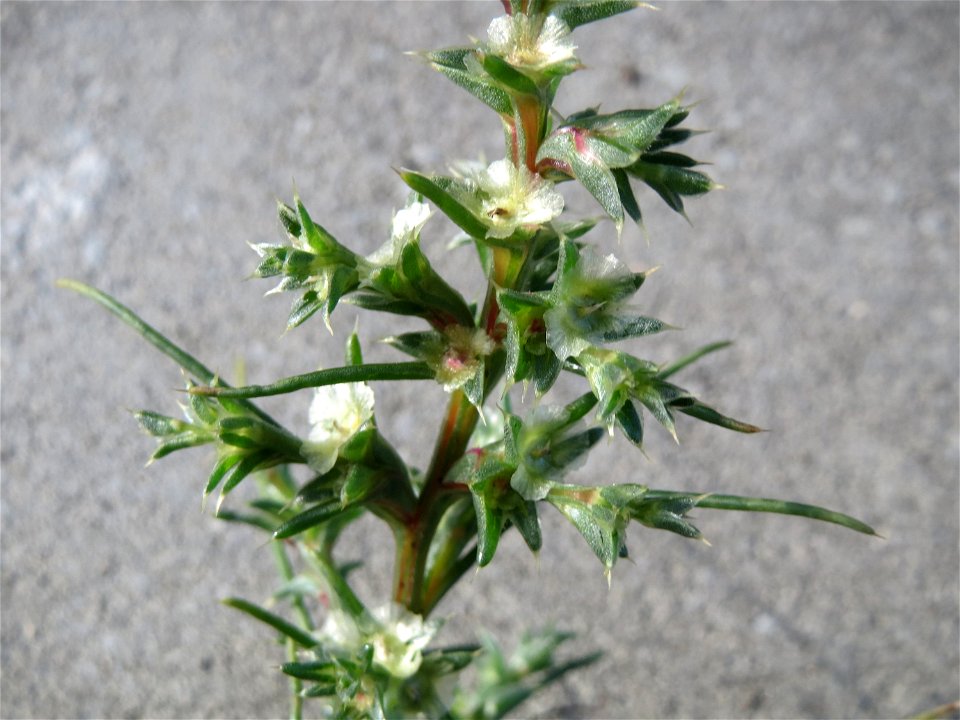 Ruthenisches Salzkraut (Kali tragus auch Salsola tragus) direkt am Bahndamm in der Schwetzinger Hardt - dieser Extremstandort macht das Vorkommen des Salzkrauts auch im Wald möglich