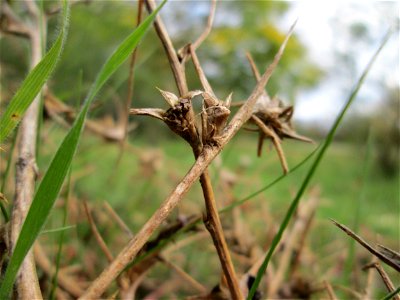 Ruthenisches Salzkraut (Kali tragus) auch (Salsola tragus) an der A61 bei Hockenheim - der Winterstreudienst macht die Verbreitung des Salzkrauts am Autobahndamm möglich