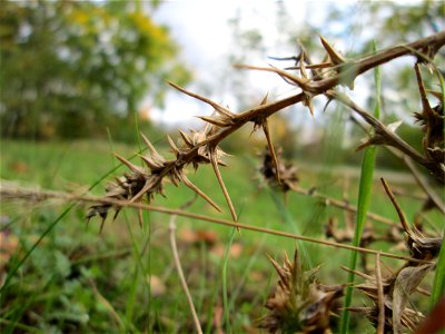 Ruthenisches Salzkraut (Kali tragus) auch (Salsola tragus) an der A61 bei Hockenheim - der Winterstreudienst macht die Verbreitung des Salzkrauts am Autobahndamm möglich