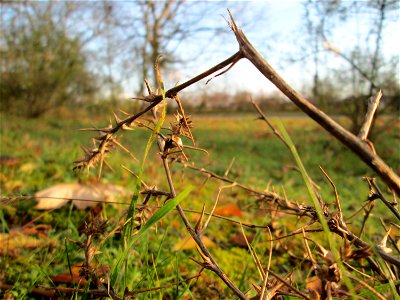 Ruthenisches Salzkraut (Kali tragus) auch (Salsola tragus) an der A61 bei Hockenheim - der Winterstreudienst macht die Verbreitung des Salzkrauts am Autobahndamm möglich