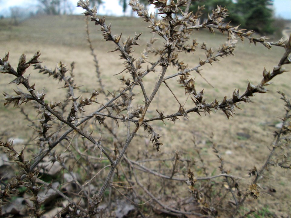 Ruthenisches Salzkraut (Kali tragus oder Salsola tragus) auf der Friedenshöhe im Naturschutzgebiet „Oftersheimer Dünen“