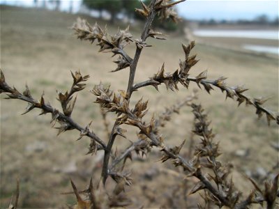 Ruthenisches Salzkraut (Kali tragus oder Salsola tragus) auf der Friedenshöhe im Naturschutzgebiet „Oftersheimer Dünen“