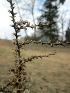 Ruthenisches Salzkraut (Kali tragus oder Salsola tragus) auf der Friedenshöhe im Naturschutzgebiet „Oftersheimer Dünen“