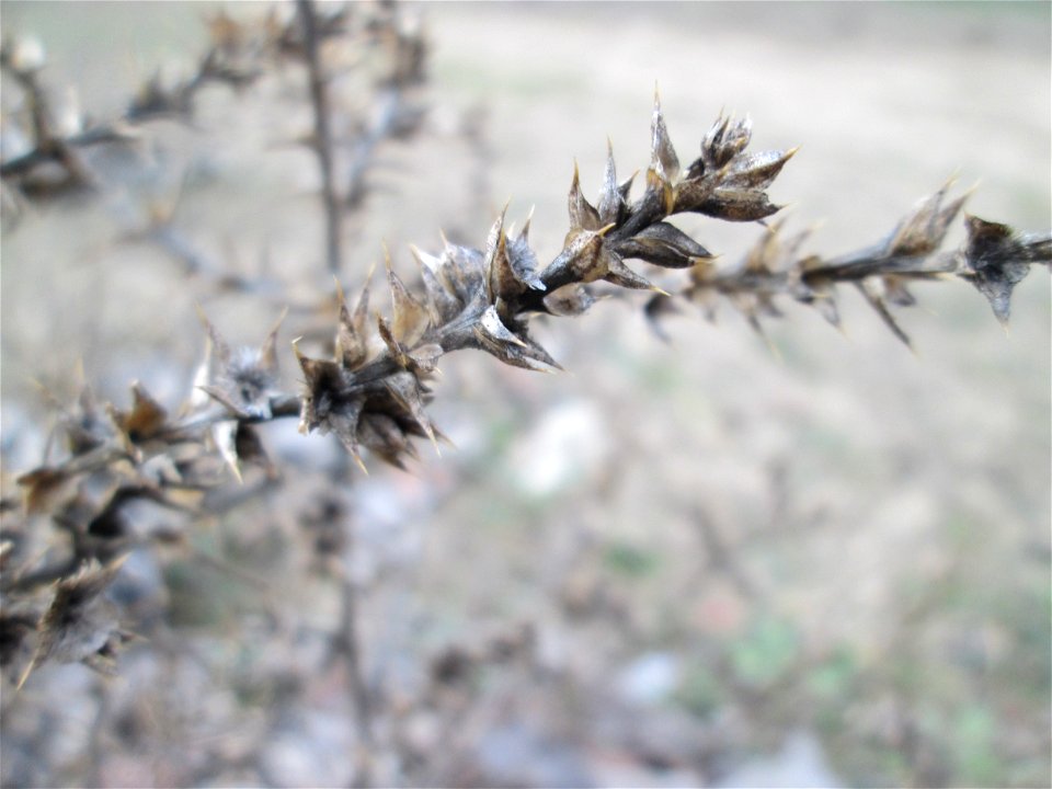 Ruthenisches Salzkraut (Kali tragus oder Salsola tragus) auf der Friedenshöhe im Naturschutzgebiet „Oftersheimer Dünen“