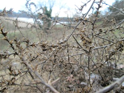 Ruthenisches Salzkraut (Kali tragus oder Salsola tragus) auf der Friedenshöhe im Naturschutzgebiet „Oftersheimer Dünen“