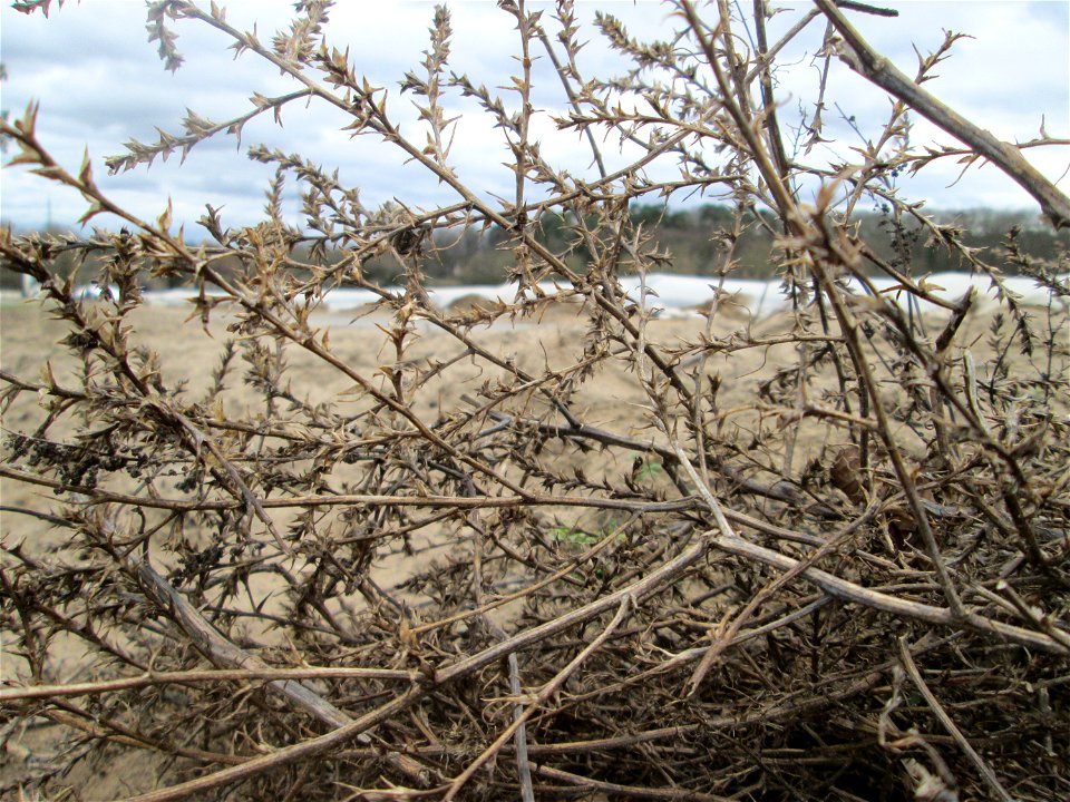 Ruthenisches Salzkraut (Kali tragus oder Salsola tragus) auf einer kleinen Binnendüne (genannt „Wingertsbuckel“) bei Oftersheim (außerhalb vom Natur- und Landschaftsschutzgebiet „Oftersheimer Dünen“) 