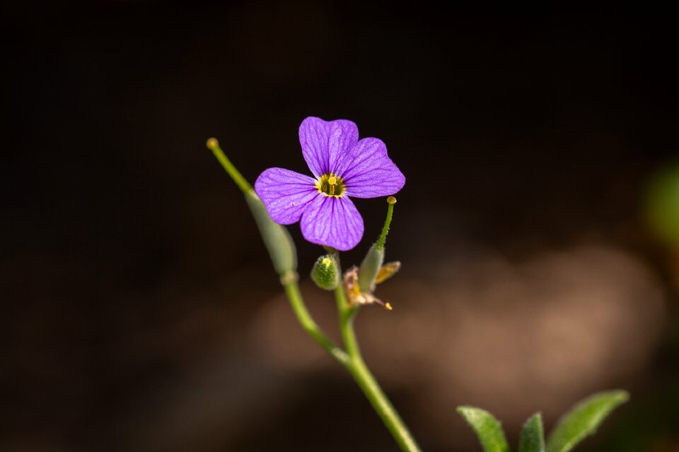 Small tender small flower
