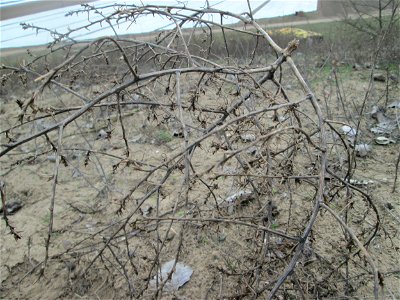 Ruthenisches Salzkraut (Kali tragus oder Salsola tragus) auf der Friedenshöhe im Naturschutzgebiet „Oftersheimer Dünen“