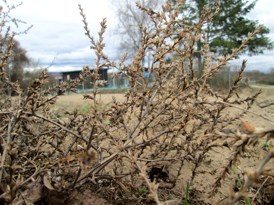 Ruthenisches Salzkraut (Kali tragus oder Salsola tragus) auf einer kleinen Binnendüne (genannt „Wingertsbuckel“) bei Oftersheim (außerhalb vom Natur- und Landschaftsschutzgebiet „Oftersheimer Dünen“) 