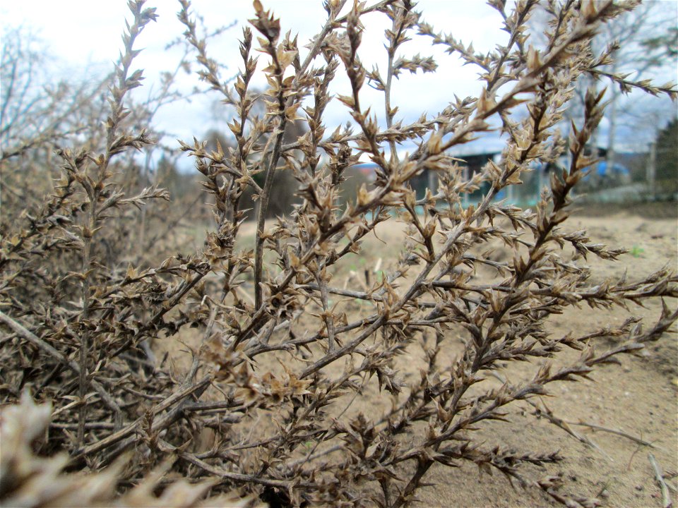 Ruthenisches Salzkraut (Kali tragus oder Salsola tragus) auf einer kleinen Binnendüne (genannt „Wingertsbuckel“) bei Oftersheim (außerhalb vom Natur- und Landschaftsschutzgebiet „Oftersheimer Dünen“) 