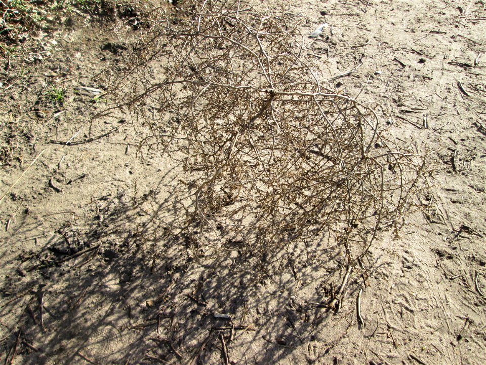 „Tumbleweed“ vom Ruthenischen Salzkraut (Kali tragus oder Salsola tragus) am Dreieichenbuckel im Naturschutzgebiet „Oftersheimer Dünen“ - es wurde von der benachbarten Friedenshöhe bis hierher gerollt