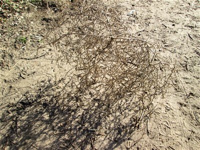 „Tumbleweed“ vom Ruthenischen Salzkraut (Kali tragus oder Salsola tragus) am Dreieichenbuckel im Naturschutzgebiet „Oftersheimer Dünen“ - es wurde von der benachbarten Friedenshöhe bis hierher gerollt