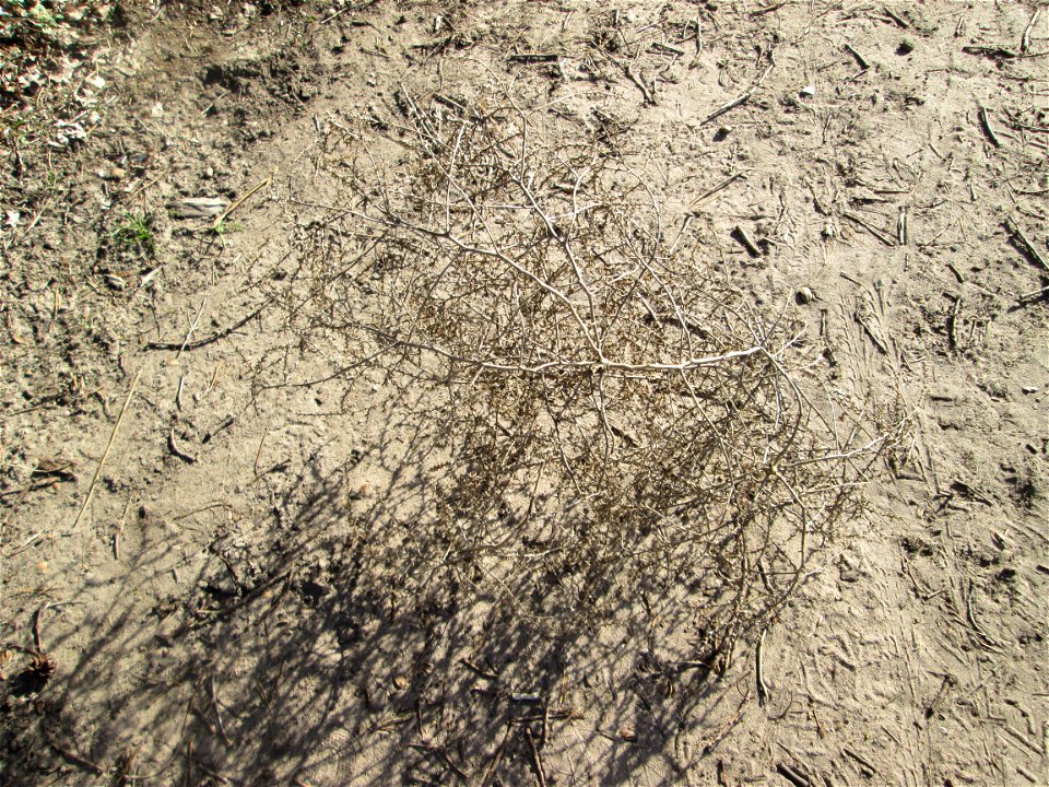 „Tumbleweed“ vom Ruthenischen Salzkraut (Kali tragus oder Salsola tragus) am Dreieichenbuckel im Naturschutzgebiet „Oftersheimer Dünen“ - es wurde von der benachbarten Friedenshöhe bis hierher gerollt