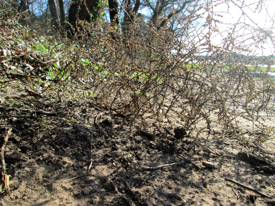„Tumbleweed“ vom Ruthenischen Salzkraut (Kali tragus oder Salsola tragus) am Dreieichenbuckel im Naturschutzgebiet „Oftersheimer Dünen“ - es wurde von der benachbarten Friedenshöhe bis hierher gerollt