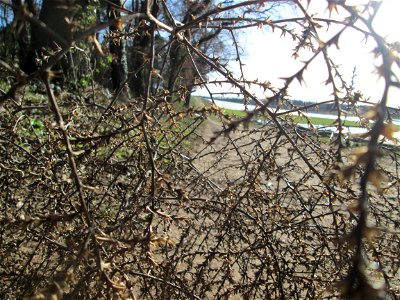 „Tumbleweed“ vom Ruthenischen Salzkraut (Kali tragus oder Salsola tragus) am Dreieichenbuckel im Naturschutzgebiet „Oftersheimer Dünen“ - es wurde von der benachbarten Friedenshöhe bis hierher gerollt