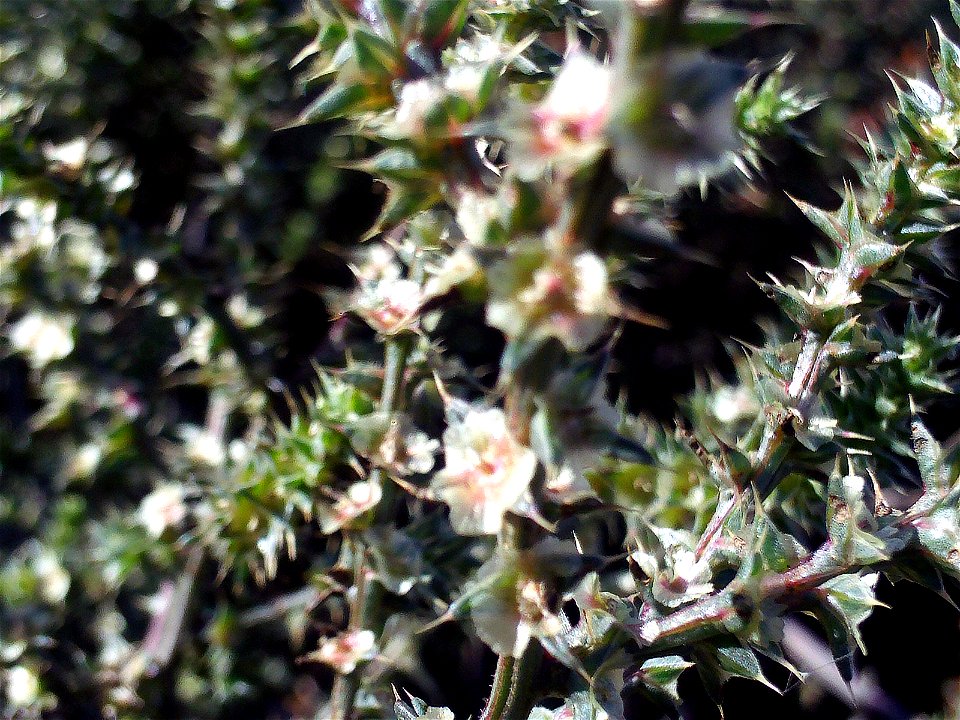 Kali tragus (L.) Scop., (Syn. Salsola kali L. subsp. tragus) flowers close up Campo de Calatrava, Spain