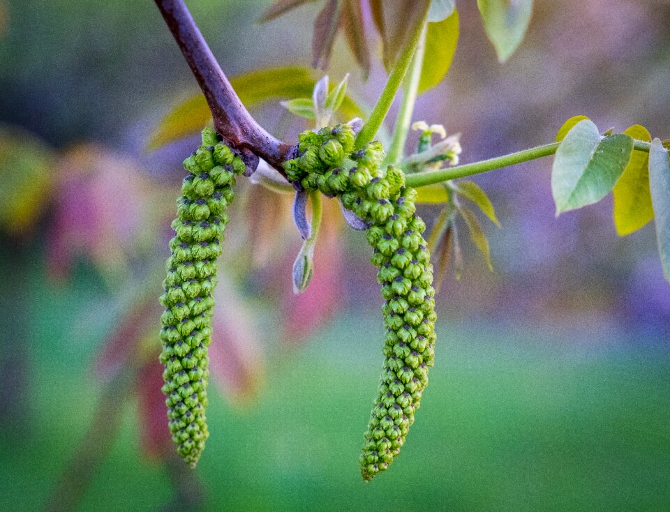 Leaf growth engine