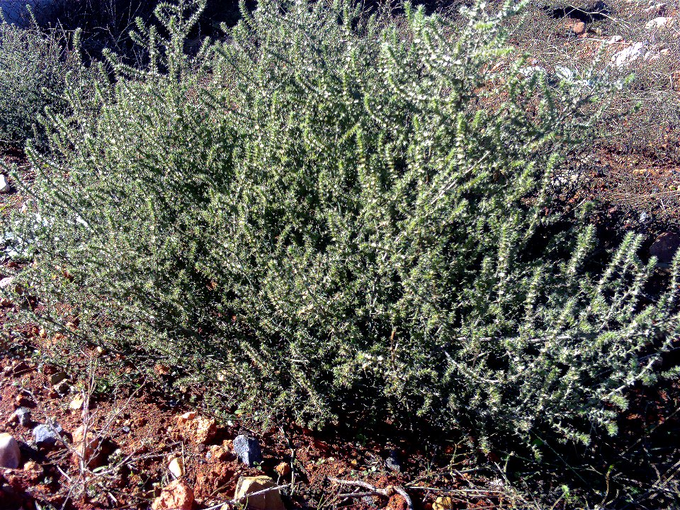 Kali tragus (L.) Scop., (Syn. Salsola kali L. subsp. tragus) Habitus Campo de Calatrava, Spain
