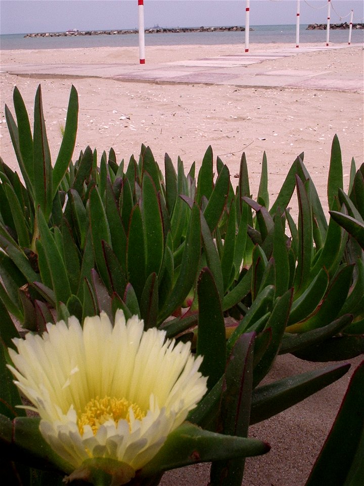 Carpobrotus edulis a Falconara Marittima
