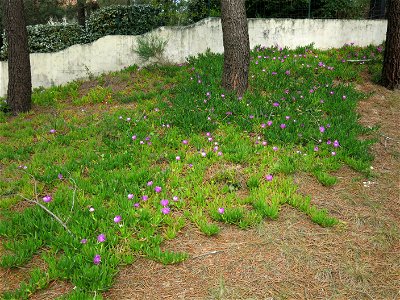 Carpobrotus edulis in the garden of a house in Capbreton (Landes, France).