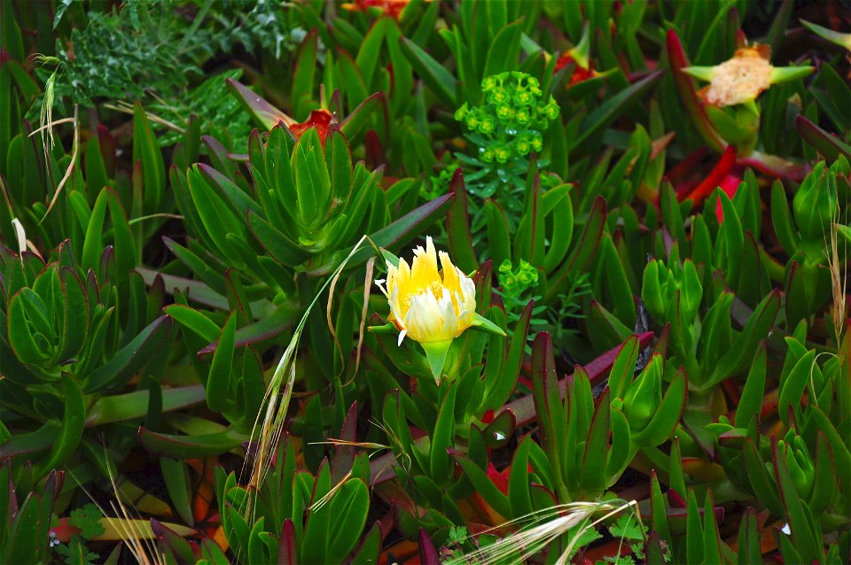 Carpobrotus edulis / Cabo da Roca