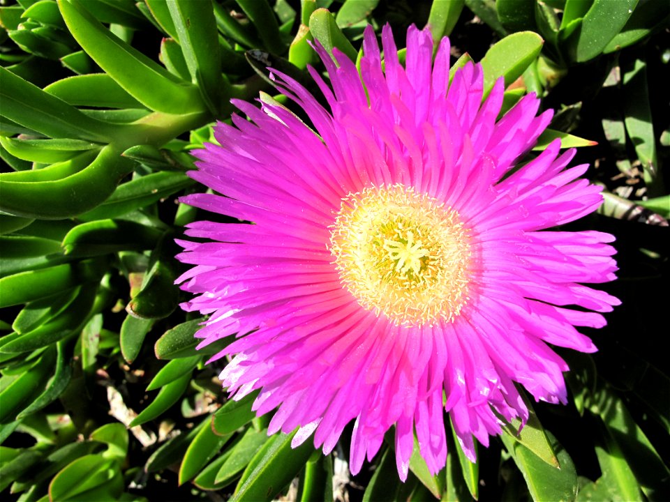 Flower of Carpobrotus edulis in Cap-Ferrat, France