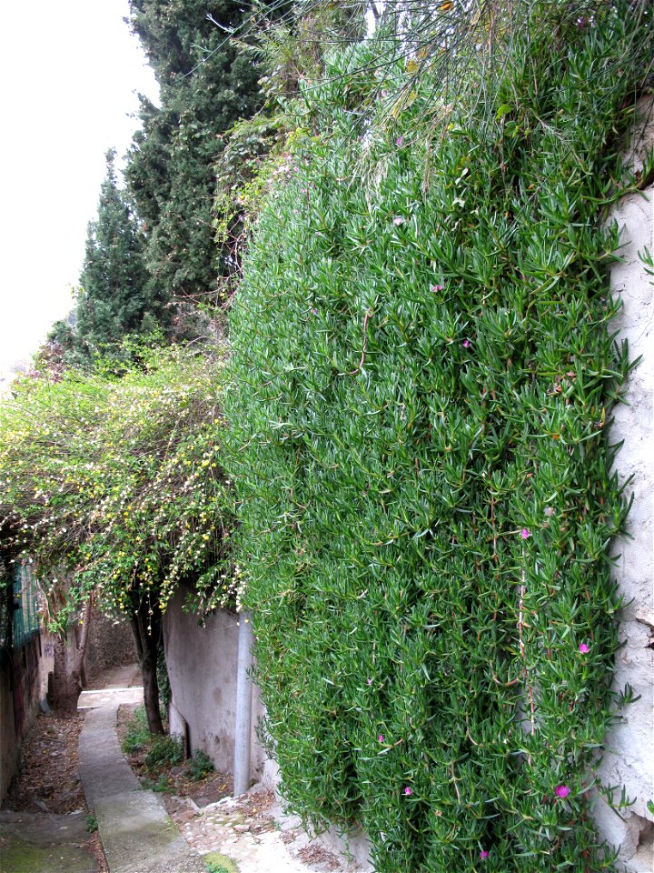 Carpobrotus edulis on a wall in Menton, France