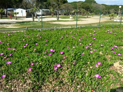 Hottentot fig in front of the camping du Pansard in La Londe-les-Maures (Var, France).