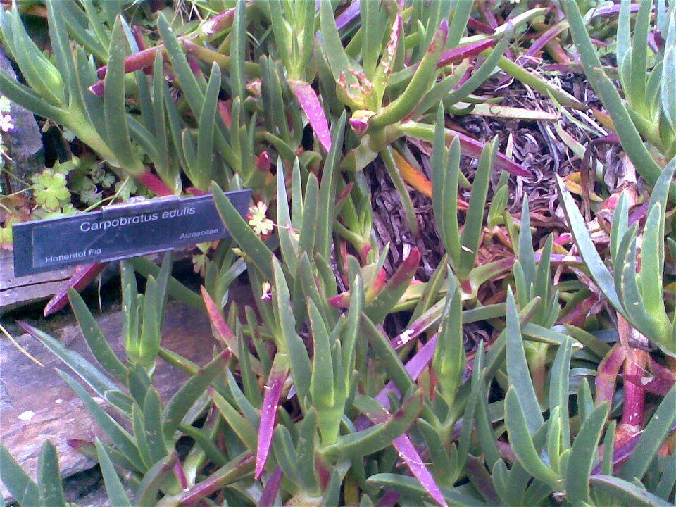 "Hottentot Fig" - Carpobrotus edulis at Trebah Gardens, Cornwall, UK