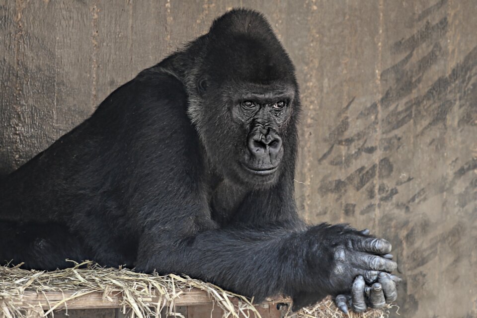 Black hands thoughtful
