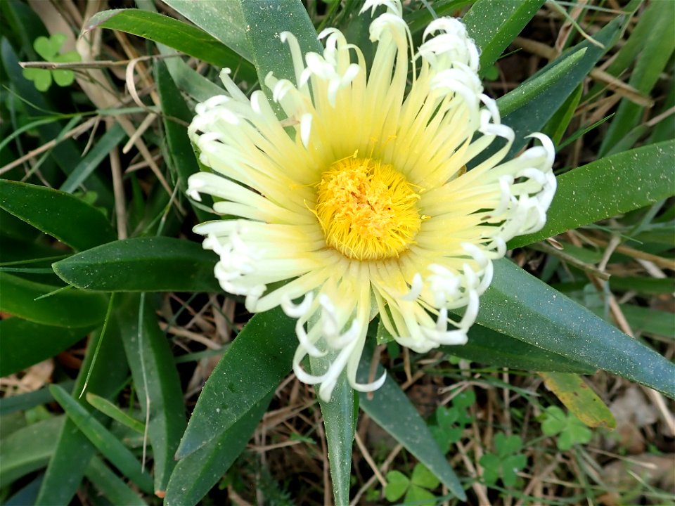 Carpobrotus edulis, also known as . South African plant