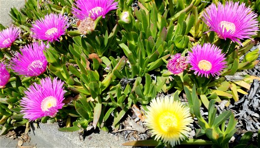 Purple and yellow flowering ice plants found along a sidewalk in Cupertino, California, April 2018. photo