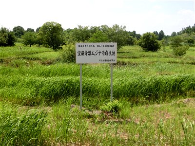 Hozoji-numa Aldrovanda vesiculosa Habitat