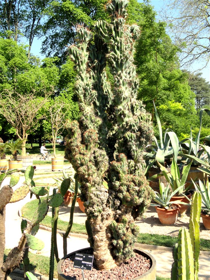 Cereus repandus specimen in the Jardin Botanique de Lyon, Parc de la Tête d'Or, Lyon, France.